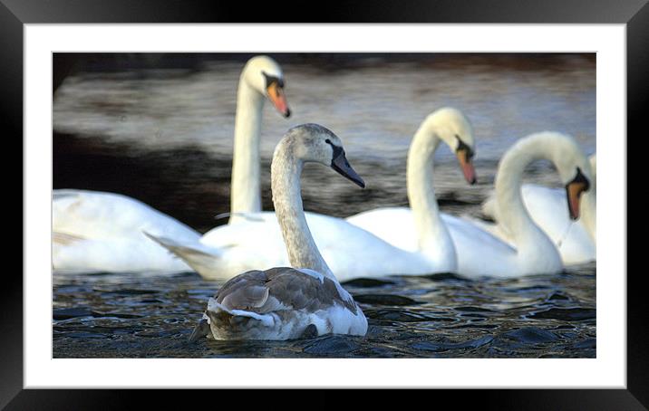 I'm A Swan Framed Mounted Print by John Boekee