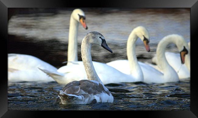 I'm A Swan Framed Print by John Boekee