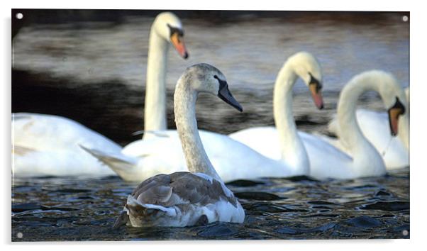 I'm A Swan Acrylic by John Boekee