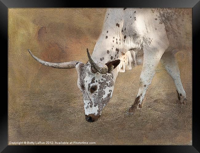 Texas Longhorn Cow Framed Print by Betty LaRue