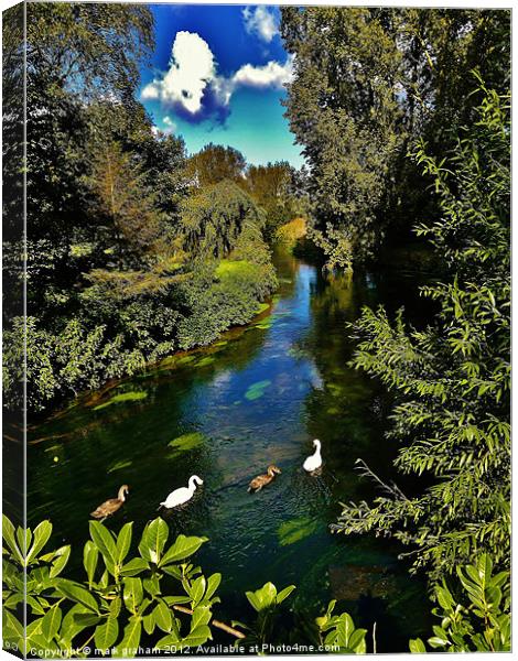 SWANS ON THE RIVER Canvas Print by mark graham