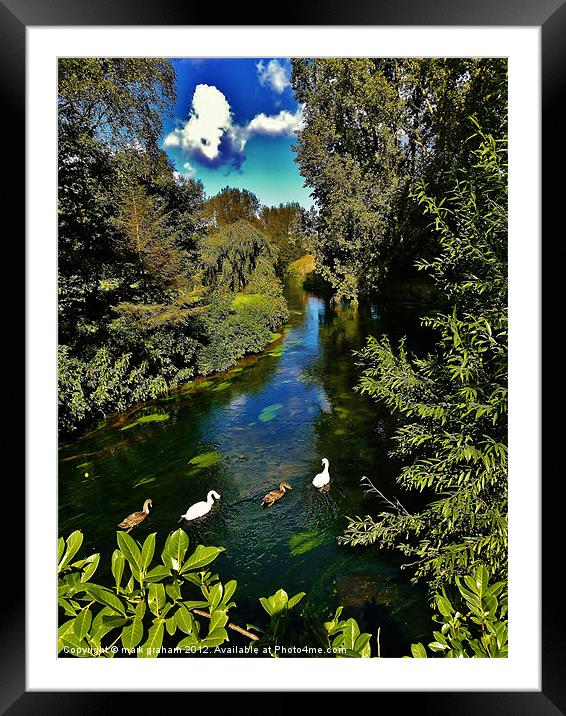 SWANS ON THE RIVER Framed Mounted Print by mark graham
