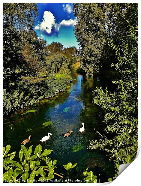 SWANS ON THE RIVER Print by mark graham
