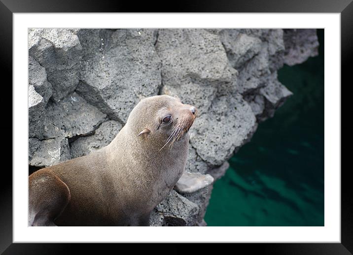 Galapagos Fur Sea Lion Framed Mounted Print by Ewan Kirk