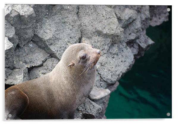 Galapagos Fur Sea Lion Acrylic by Ewan Kirk