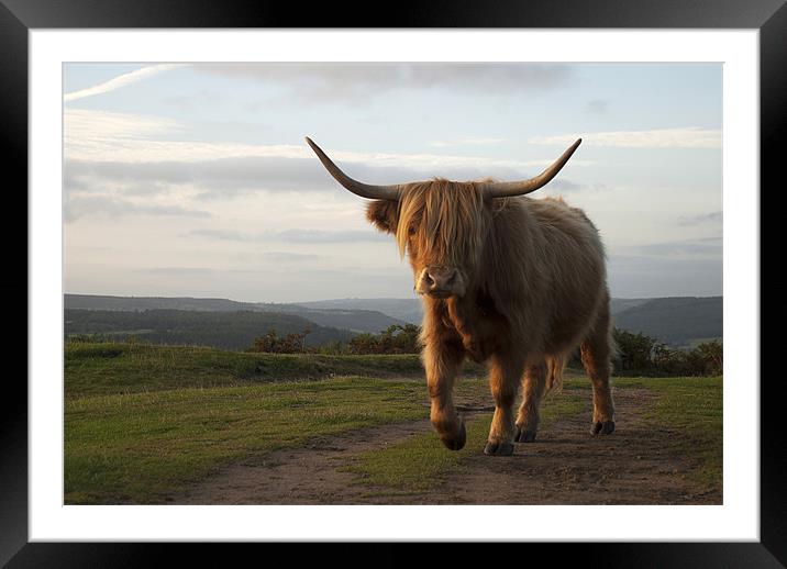 Highland Cow at Baslow Edge, Derbyshire Framed Mounted Print by Scott Simpson