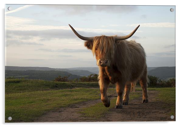 Highland Cow at Baslow Edge, Derbyshire Acrylic by Scott Simpson