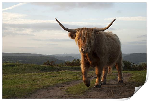 Highland Cow at Baslow Edge, Derbyshire Print by Scott Simpson