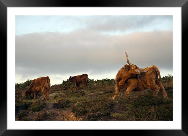 Highland Cattle on Baslow Edge, Derbyshire Framed Mounted Print by Scott Simpson