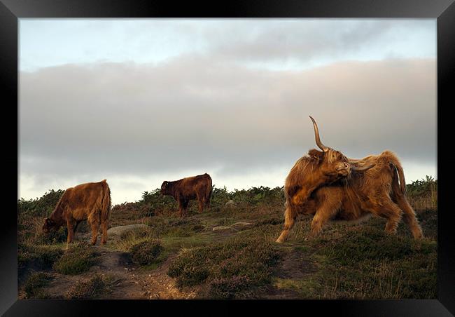 Highland Cattle on Baslow Edge, Derbyshire Framed Print by Scott Simpson