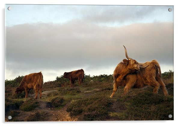 Highland Cattle on Baslow Edge, Derbyshire Acrylic by Scott Simpson