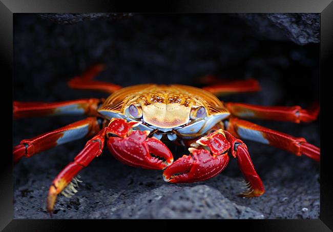 Sally Lightfoot Crab Framed Print by Ewan Kirk