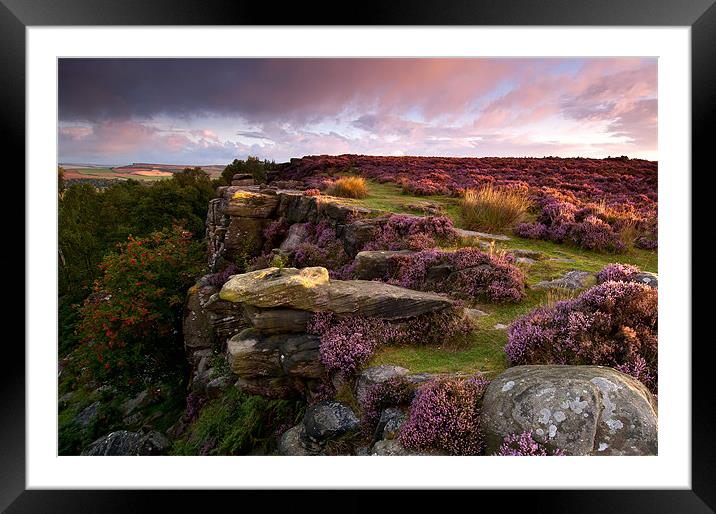 The Colour Purple Framed Mounted Print by Chris Charlesworth