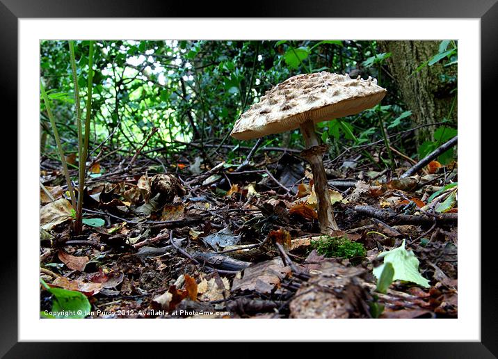 Forest Floor Framed Mounted Print by Ian Purdy