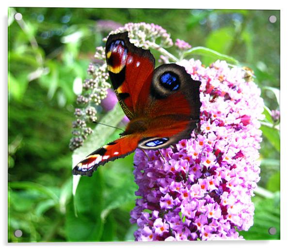 Red Admiral butterfly Acrylic by Danielle Memery 