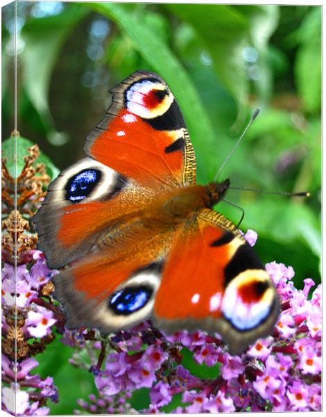 Red Admiral butterfly Canvas Print by Danielle Memery 