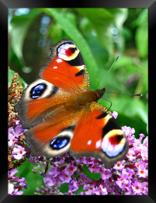 Red Admiral butterfly Framed Print by Danielle Memery 