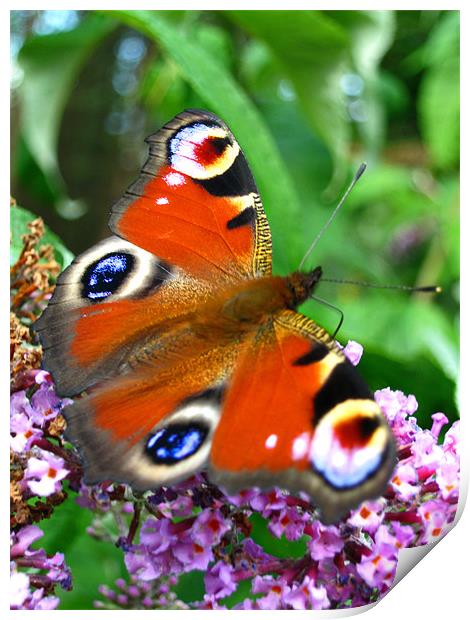 Red Admiral butterfly Print by Danielle Memery 