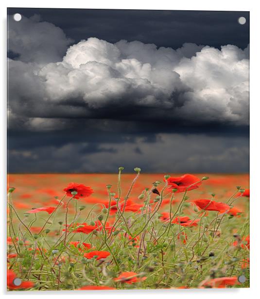 Poppy storm Acrylic by Robert Fielding