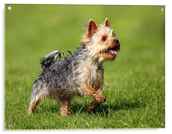 Yorkshire Terrier Acrylic by Grant Glendinning