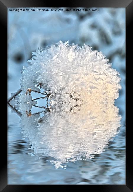 Snowball Framed Print by Valerie Paterson