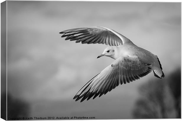 Seagull Flying Canvas Print by Keith Thorburn EFIAP/b