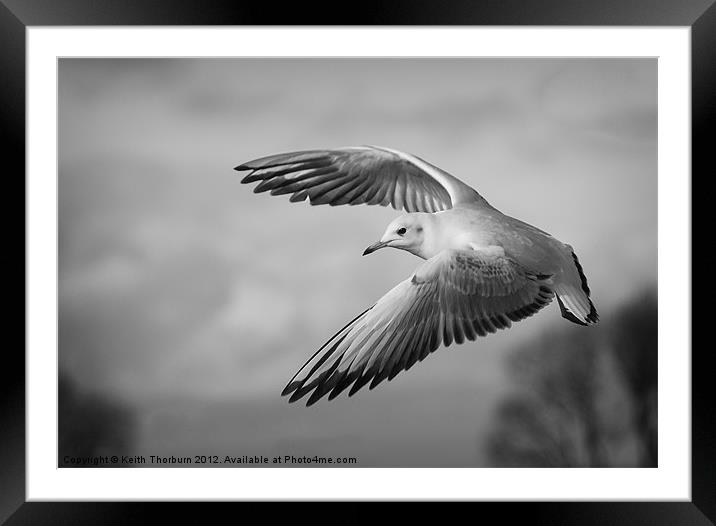 Seagull Flying Framed Mounted Print by Keith Thorburn EFIAP/b