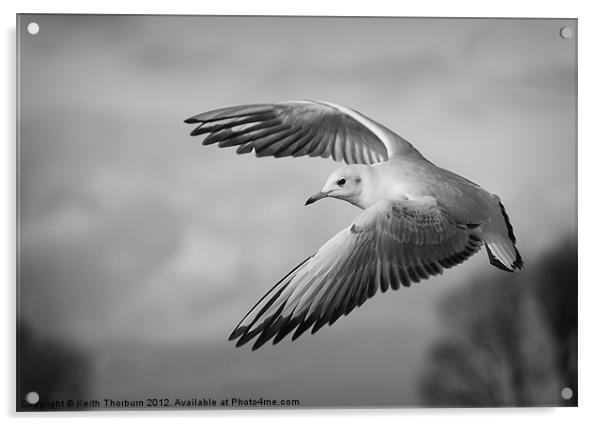 Seagull Flying Acrylic by Keith Thorburn EFIAP/b