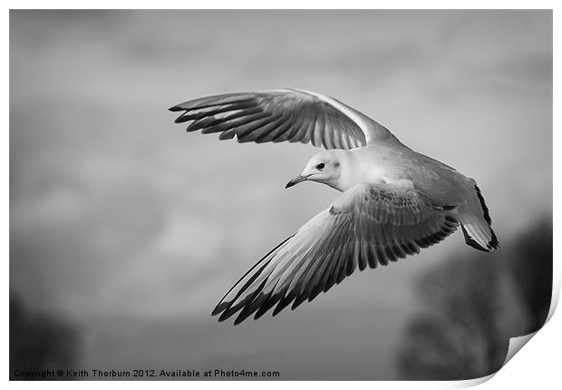 Seagull Flying Print by Keith Thorburn EFIAP/b