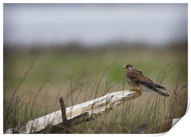 KESTREL Print by Anthony R Dudley (LRPS)