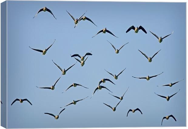PIN-FOOTED GEESE Canvas Print by Anthony R Dudley (LRPS)