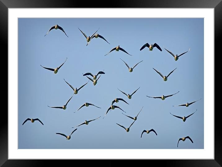 PIN-FOOTED GEESE Framed Mounted Print by Anthony R Dudley (LRPS)