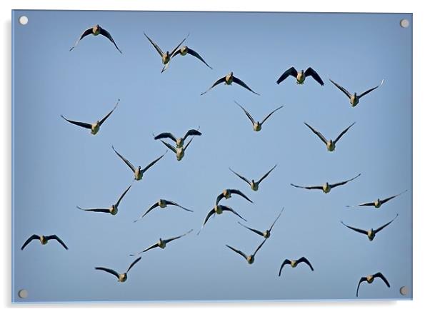 PIN-FOOTED GEESE Acrylic by Anthony R Dudley (LRPS)