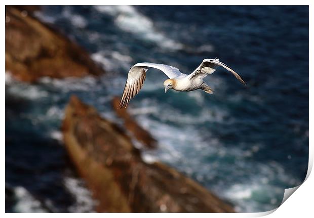 Northern Gannet Print by Grant Glendinning