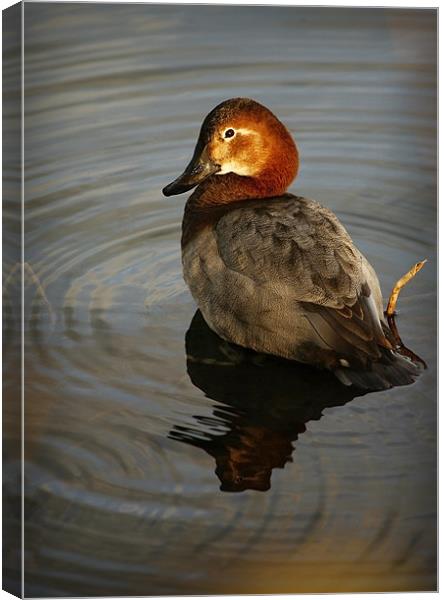 COMMON POCHARD Canvas Print by Anthony R Dudley (LRPS)