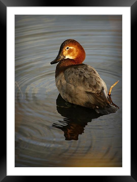 COMMON POCHARD Framed Mounted Print by Anthony R Dudley (LRPS)