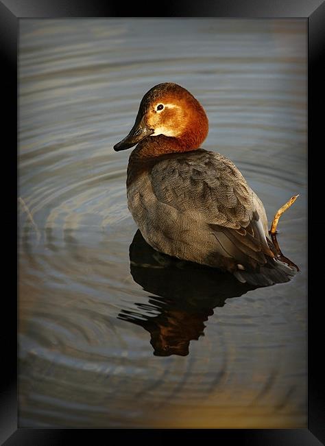 COMMON POCHARD Framed Print by Anthony R Dudley (LRPS)