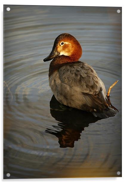 COMMON POCHARD Acrylic by Anthony R Dudley (LRPS)