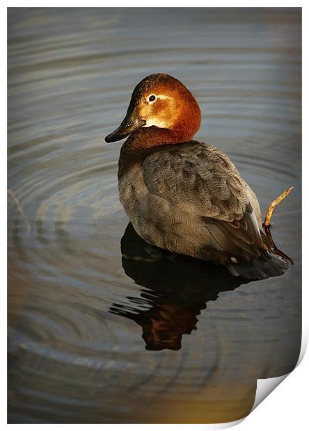 COMMON POCHARD Print by Anthony R Dudley (LRPS)