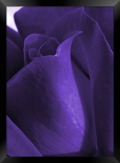 purple rose Framed Print by Sandra Beikirch
