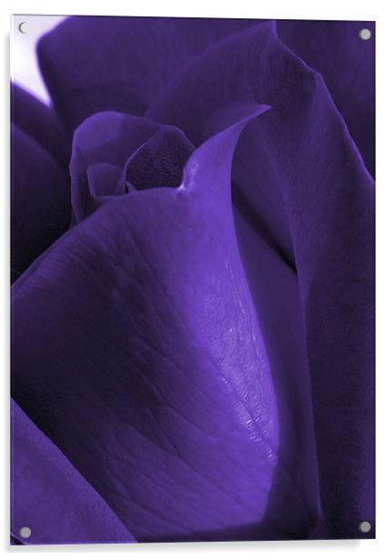 purple rose Acrylic by Sandra Beikirch