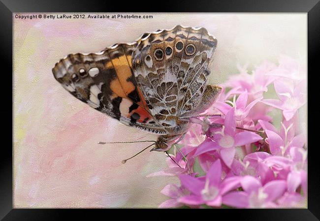 Painted Lady Butterfly on Penta Framed Print by Betty LaRue
