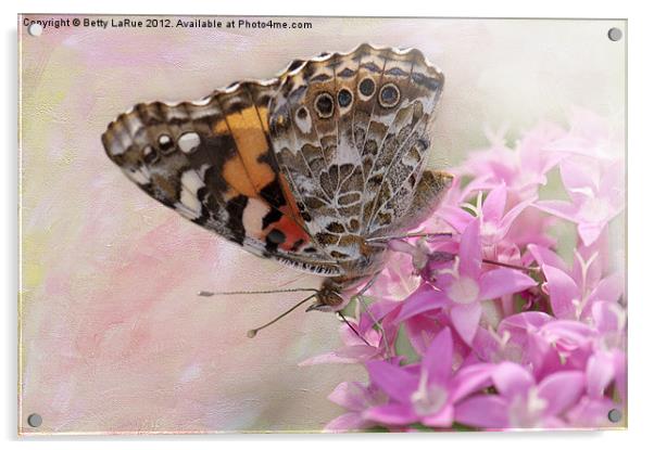 Painted Lady Butterfly on Penta Acrylic by Betty LaRue