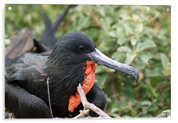 Male Frigate Bird Acrylic by Ewan Kirk