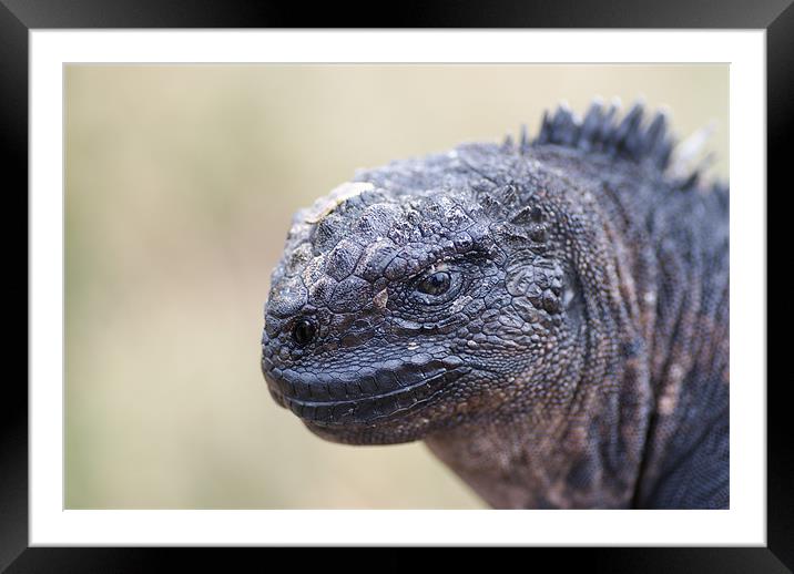 Marine Iguana Close-up Framed Mounted Print by Ewan Kirk