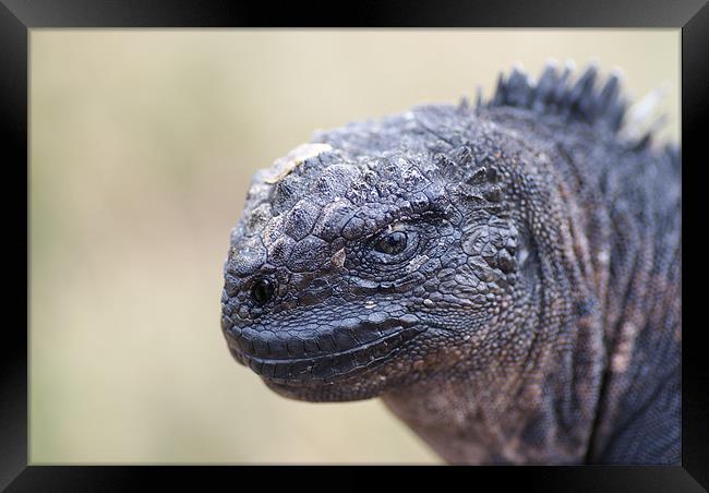 Marine Iguana Close-up Framed Print by Ewan Kirk