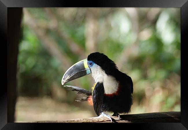 Toucan in the Amazon Framed Print by Ewan Kirk