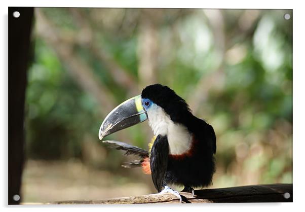 Toucan in the Amazon Acrylic by Ewan Kirk