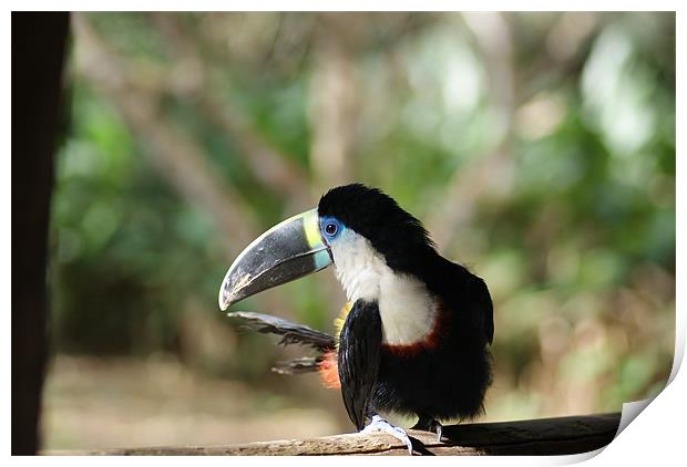 Toucan in the Amazon Print by Ewan Kirk