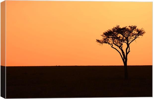 Lone Acacia Tree Canvas Print by Chris Grindle